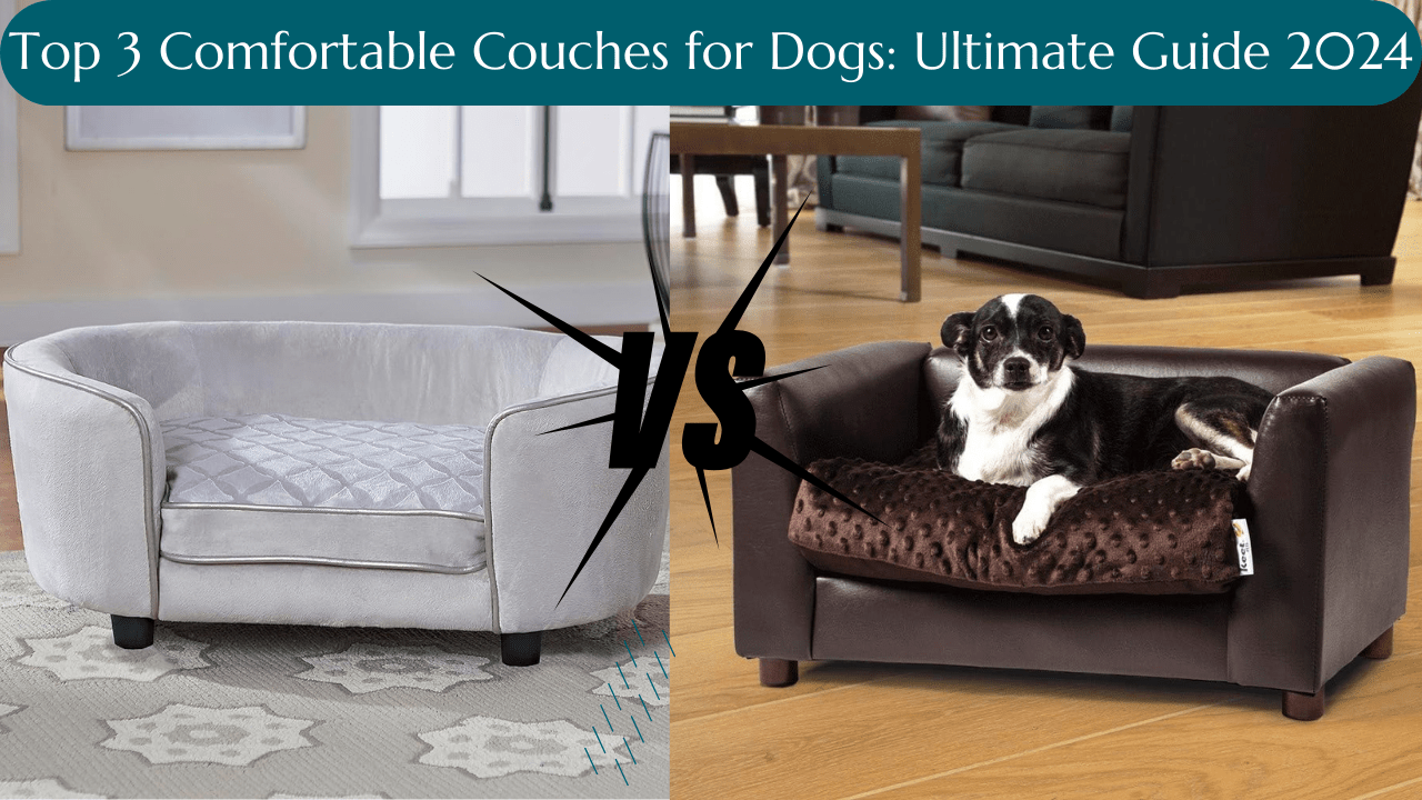 3 Best Couches for Dogs 2024